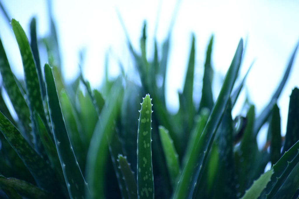 Die Aloe Vera Pflanze im Feld