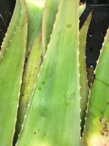 Die geerntete Aloe Vera Pflanze 